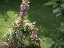 DSC02910