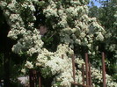 DSC02912
