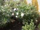 DSC02918
