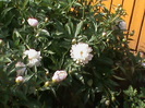 DSC02919