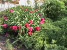 DSC02923