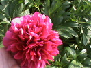 DSC02925