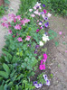 DSCN1166