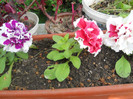 DSCN1167
