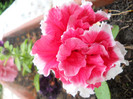 DSCN1172