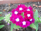 DSCN1175