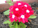 DSCN1176