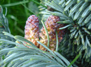 Abies procera Glauca (2011, May 16)