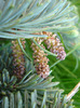 Abies procera Glauca (2011, May 17)