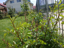 Curtea mea 031