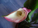 calla rehmanni