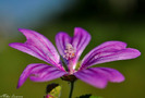 Nalba