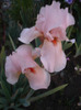 097