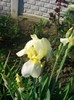 iris lime