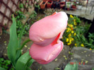 DSC00038