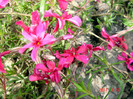 DSC00064