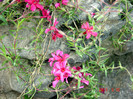 DSC00077