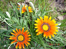 DSC00079