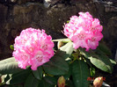 DSC00088