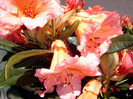 DSC00094