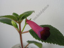 Achimenes Red Giant 1