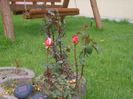 primii trandafiri infloriti /2011