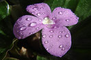 violeta