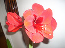 Amaryllis Red Lion