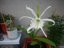 Hymenocallis Festalis -crin peruvian