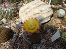 Reicheocactus pseudoreicheicheanus