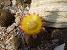 Reicheocactus pseudoreicheicheanus