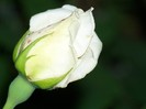 100_5083