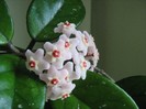 Hoya inflorita