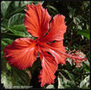 120px-Hibiscus_Cooperi