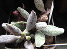 Adromischus festivus