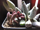 Adromischus festivus (dreapta) A. herrei (stanga)