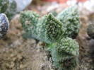 ADROMISCHUS marinae herrei