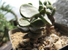 Ceraria pygmeae ( din seminte)
