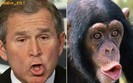Celebritati - George Bush-Chimpanzee