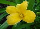 Daylily Stella de Oro (2010, Oct.16)