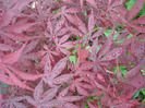 Acer palmatum Bloodgood (2011, May 19)