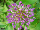 Allium Purple Sensation (2011, May 17)