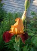 iris.Gay Luron