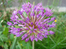 Allium Purple Sensation (2011, May 17)