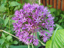 Allium Purple Sensation (2011, May 17)