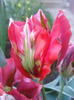 Tulipa Esperanto (2011, May 13)