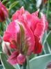 Tulipa Esperanto (2011, May 15)