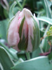 Tulipa Esperanto (2011, May 19)