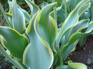 Tulipa Green River (2011, May 13)