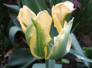 Tulipa Green River (2011, May 19)